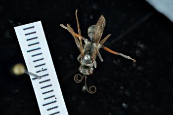 Media type: image;   Entomology 17178 Aspect: habitus dorsal view